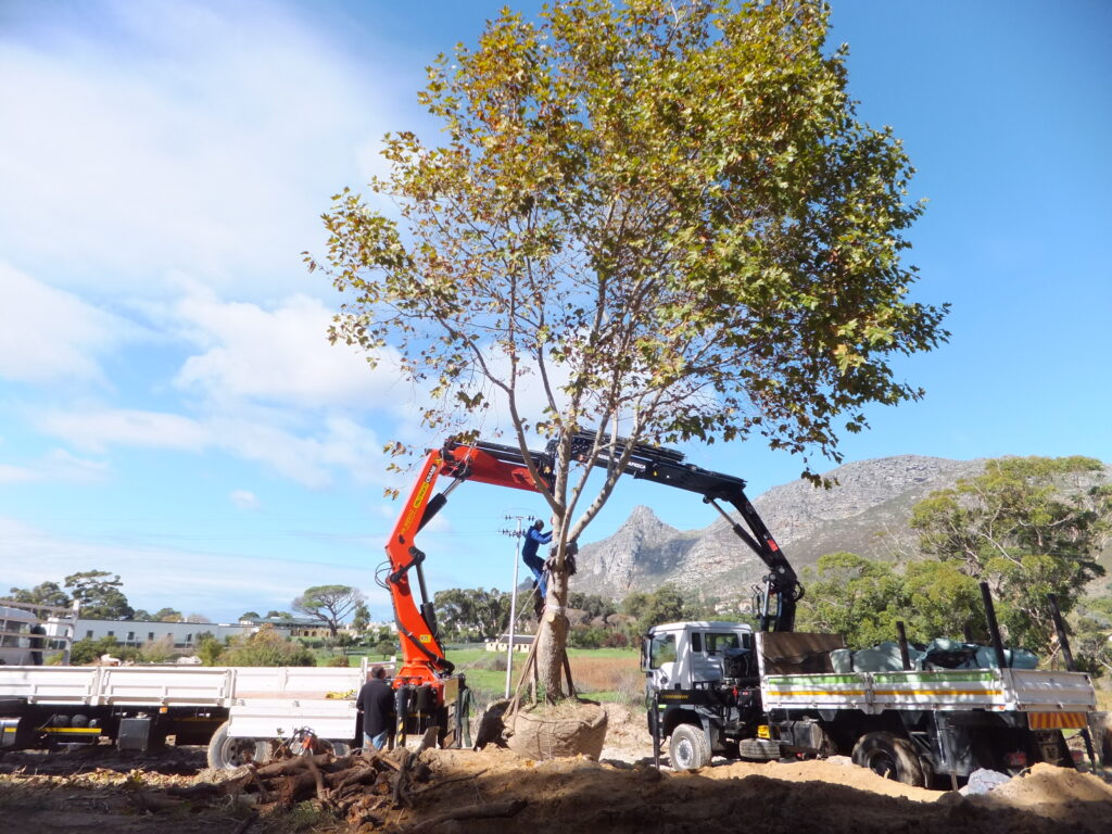 reloc niewe steenberg platanus (13)