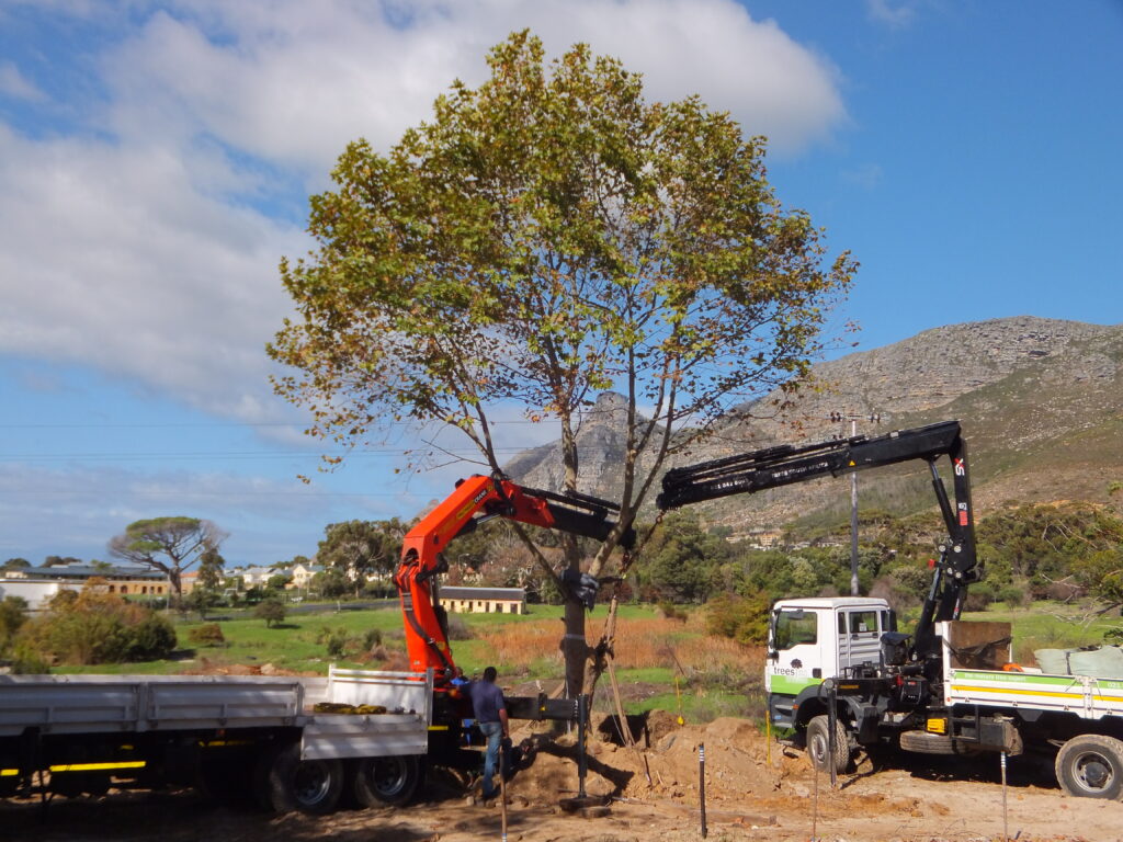 reloc niewe steenberg platanus (16)