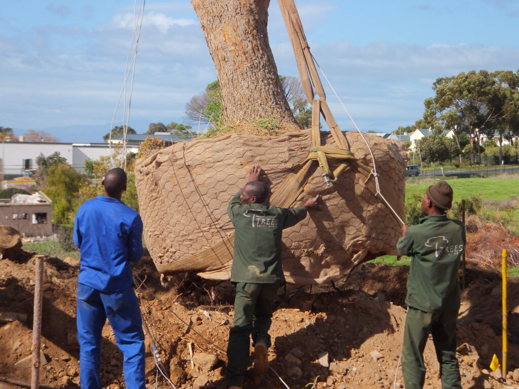 reloc niewe steenberg platanus (2)