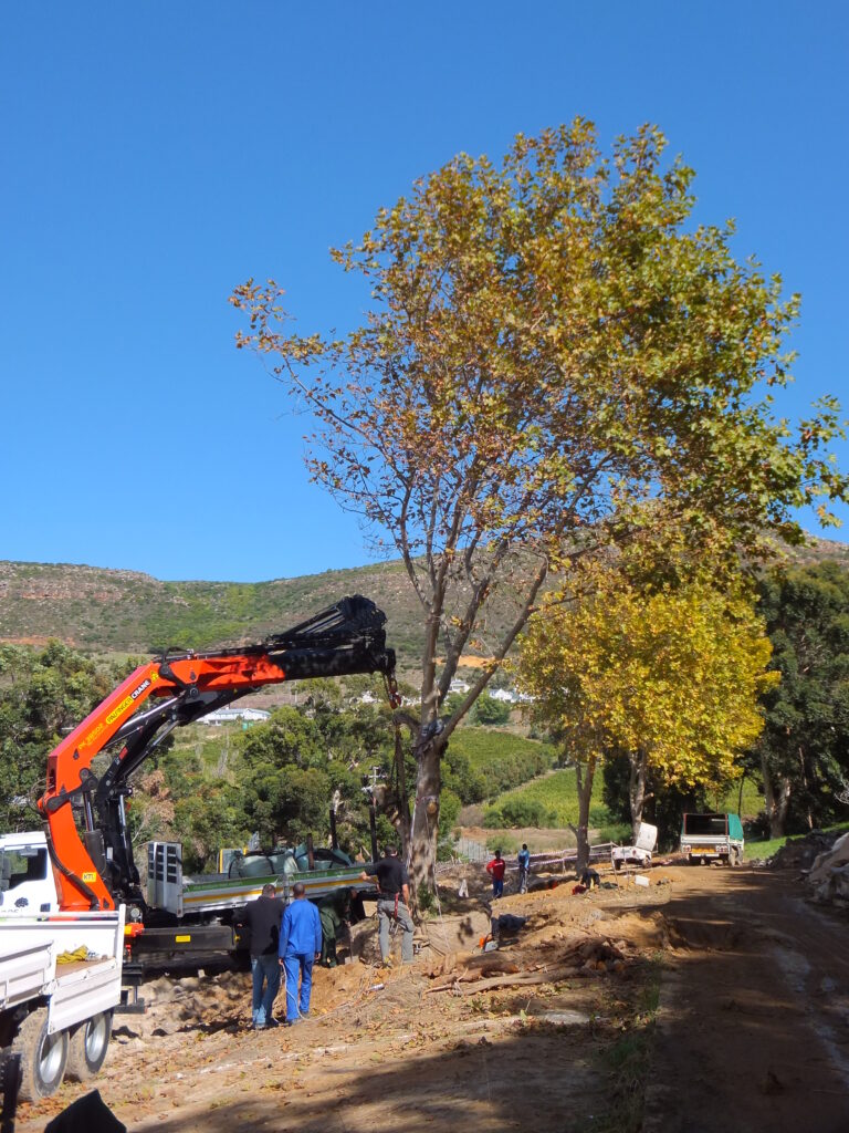 reloc niewe steenberg platanus (9)