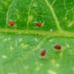 red-spiders2
