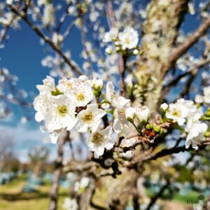 Prunus domestica flowers Sept