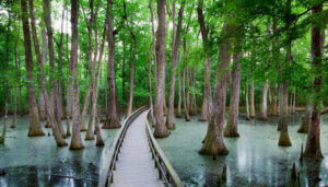 Cypress Swamp, Natchez Trace Parkway