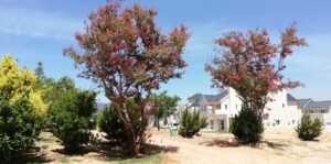 nooitgedacht village estate trees 2019