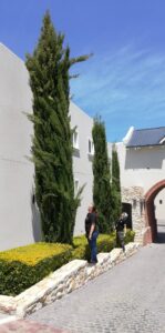 nooitgedacht village estate cypress tree 2019