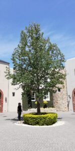 nooitgedacht village estate plane tree 2019