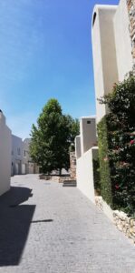 nooitgedacht village estate plane tree 2019