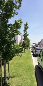 nooitgedacht village estate liquidambar tree 2019