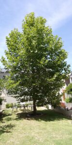 nooitgedacht village estate plane tree 2019