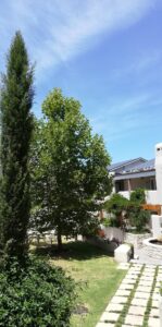 nooitgedacht village estate plane tree 2019
