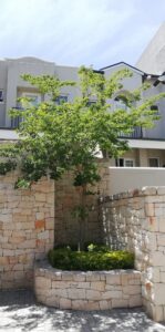 nooitgedacht village estate tree 2019