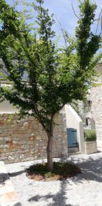 nooitgedacht village estate tree 2019