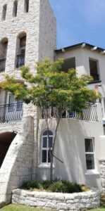 nooitgedacht village estate leopard tree 2019