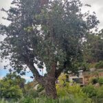 quercus suber cork oak pot