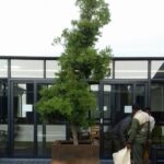 afrocarpus falcatus in pot
