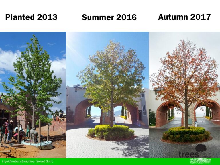 nooitgedacht-village-planting-project_2