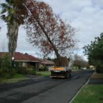 moving_giants-tokara_swamp_cypress_project_1