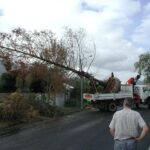 moving_giants-tokara_swamp_cypress_project_2