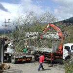 moving_giants-tokara_swamp_cypress_project_3