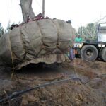 moving_giants-tokara_swamp_cypress_project_4