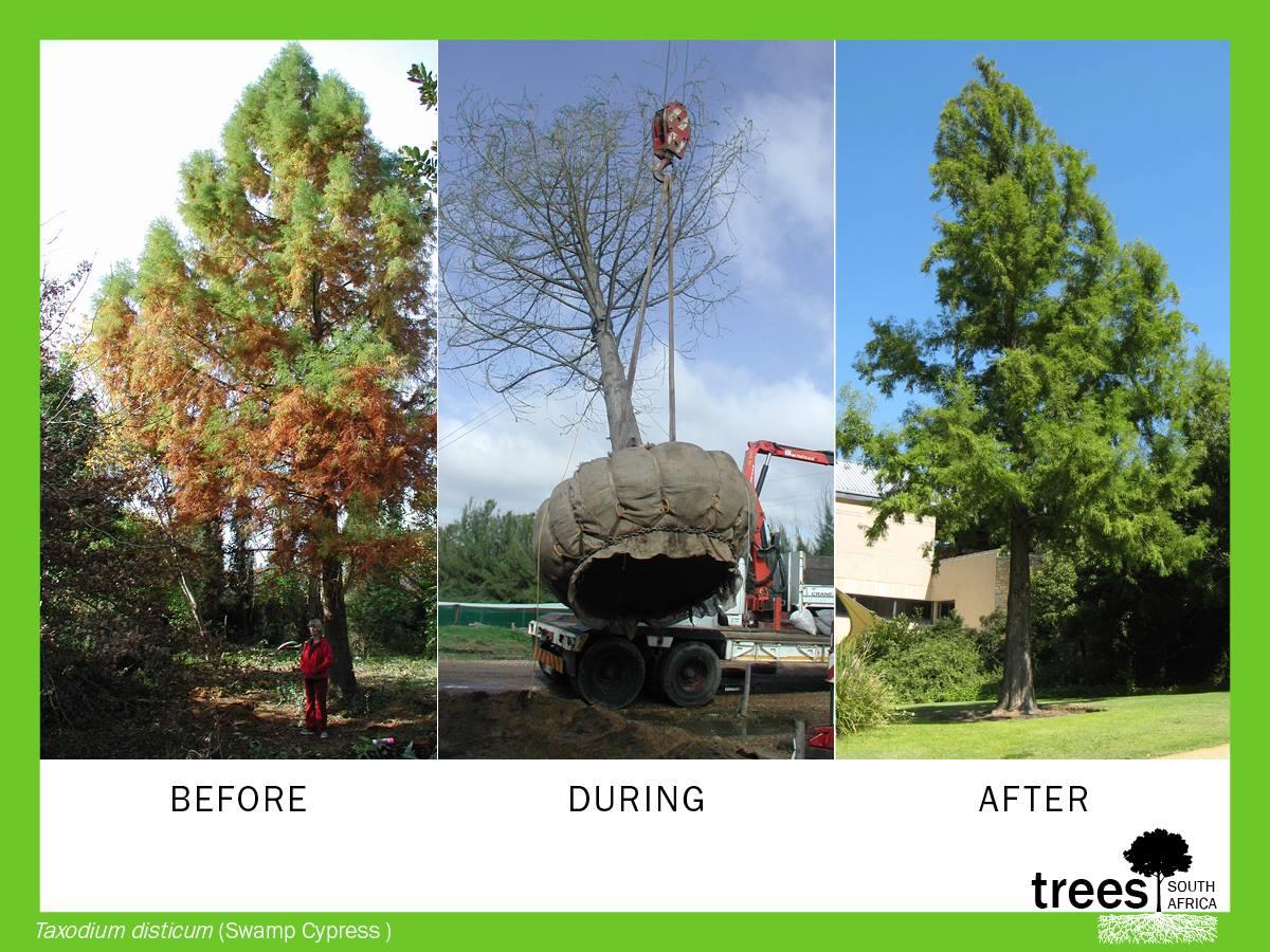 moving_giants-tokara_swamp_cypress_project_6