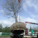 moving_giants-tokara_swamp_cypress_project_7