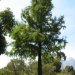 moving_giants-tokara_swamp_cypress_project_9