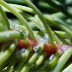 aphids-on-conifers_1