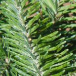 aphids-on-conifers_3