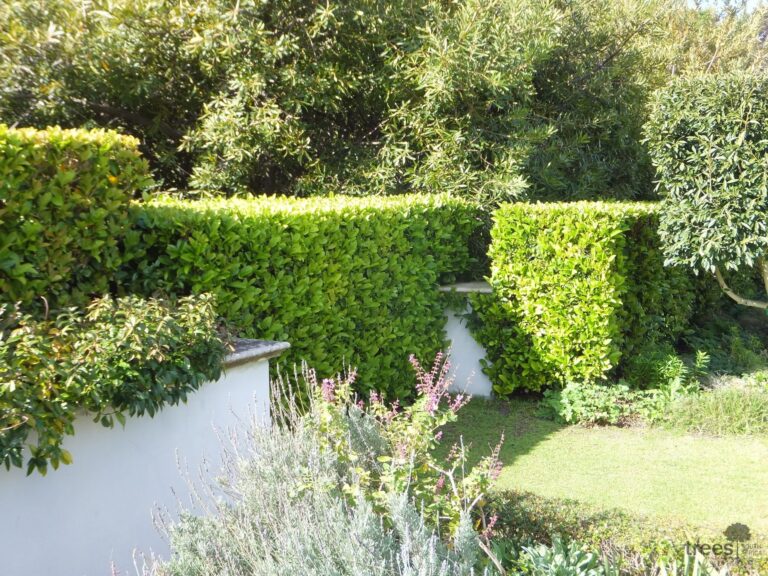 h Gordon Klaassen rd ex Jene (16) Viburnum sinensis hedge Viburnum sinensis hedge