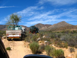 karoo planting