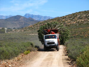 karoo planting