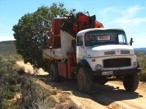 karoo planting