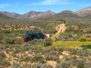 karoo planting