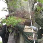 wrapping mature tree for transport mature tree transport