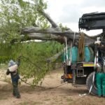 mature tree transport mature tree transport