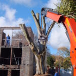 celtis african Hammanshand elephant (11) tree rescue