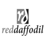 red-daffodil