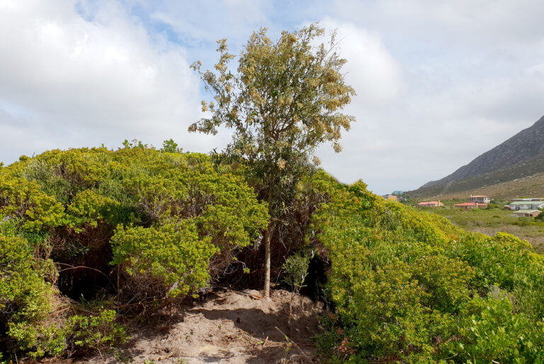 tarchonanthus camphoratus wedding tree tarchonanthus camphoratus wedding tree