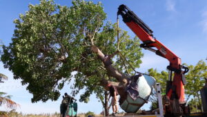 Dennis Hotz nettleton road coral tree 4500L dec 2016 (13)