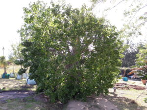Dennis Hotz nettleton road coral tree 4500L dec 2016 (14)