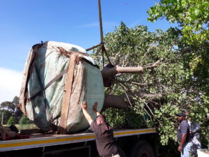 Dennis Hotz nettleton road coral tree 4500L dec 2016 (15)