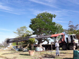 Dennis Hotz nettleton road coral tree 4500L dec 2016 (3)