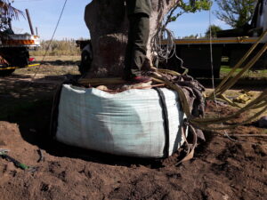 Dennis Hotz nettleton road coral tree 4500L dec 2016 (4)