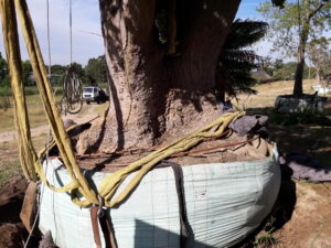 Dennis Hotz nettleton road coral tree 4500L dec 2016 (5)