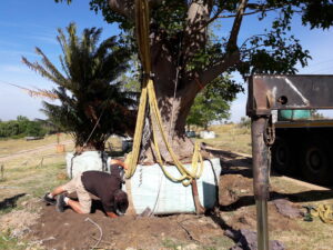 Dennis Hotz nettleton road coral tree 4500L dec 2016 (7)