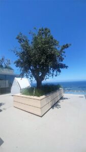 cork oak hotz nettelton
