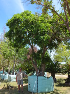 Coral tree nettleton road