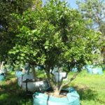 R8D032_Citrus_x_sinensis_2000-L_.JPG