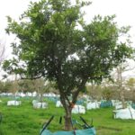 V19C017_Citrus_x_sinensis_2000-litre_tree.JPG